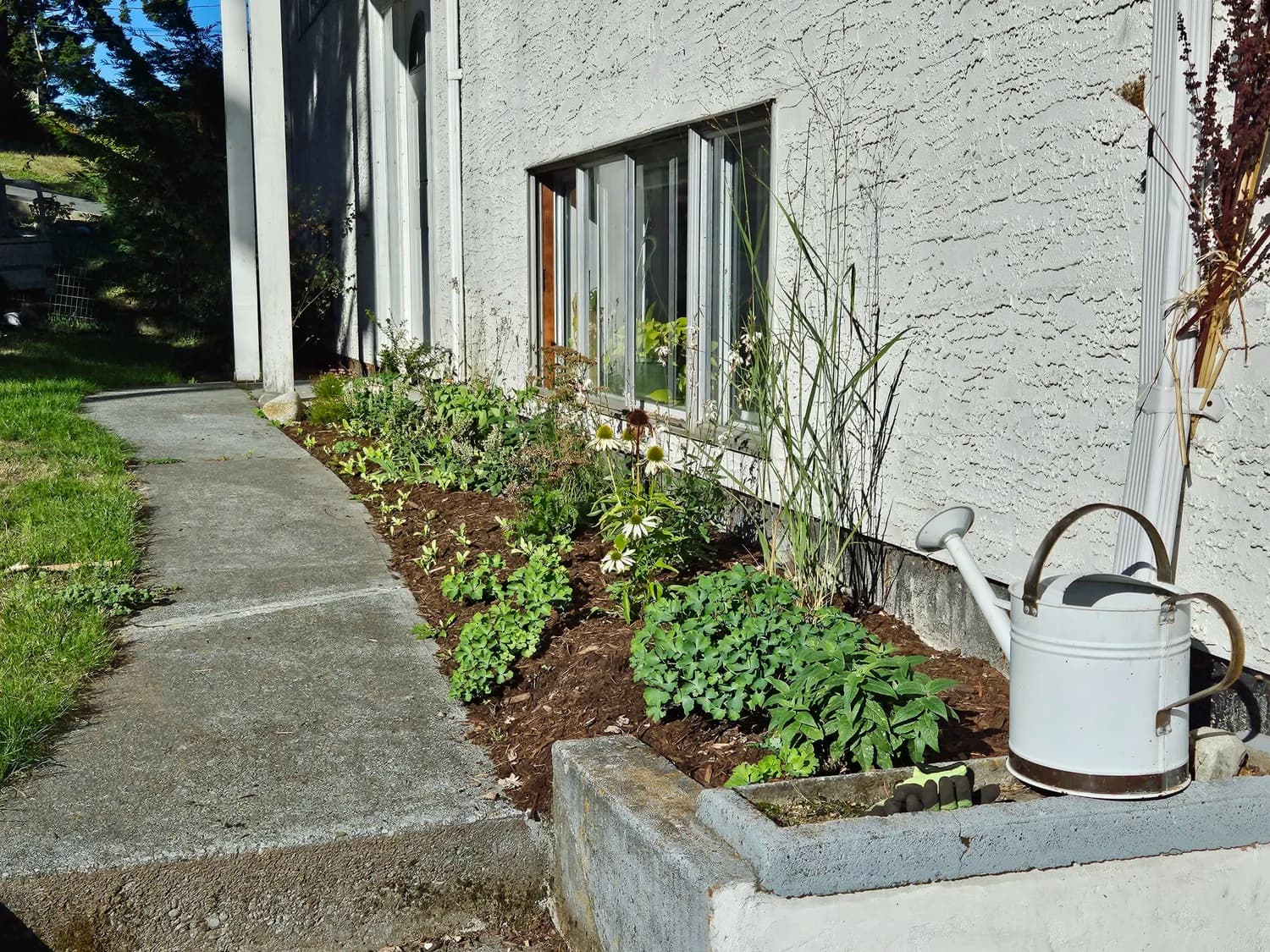New planting border with coneflowers and perennials along a building foundation