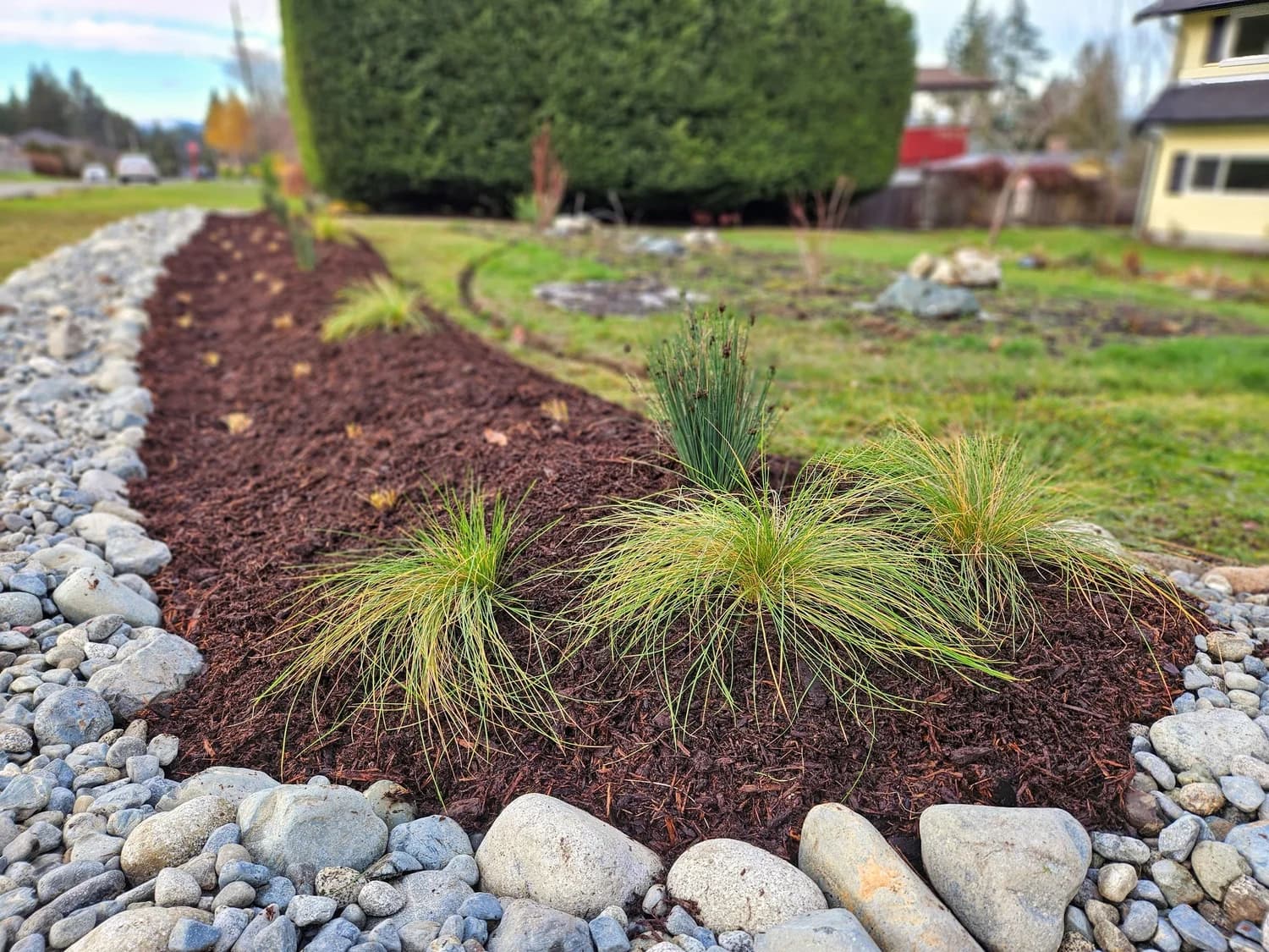 Ornamental grass planting in dark mulch with river rock border