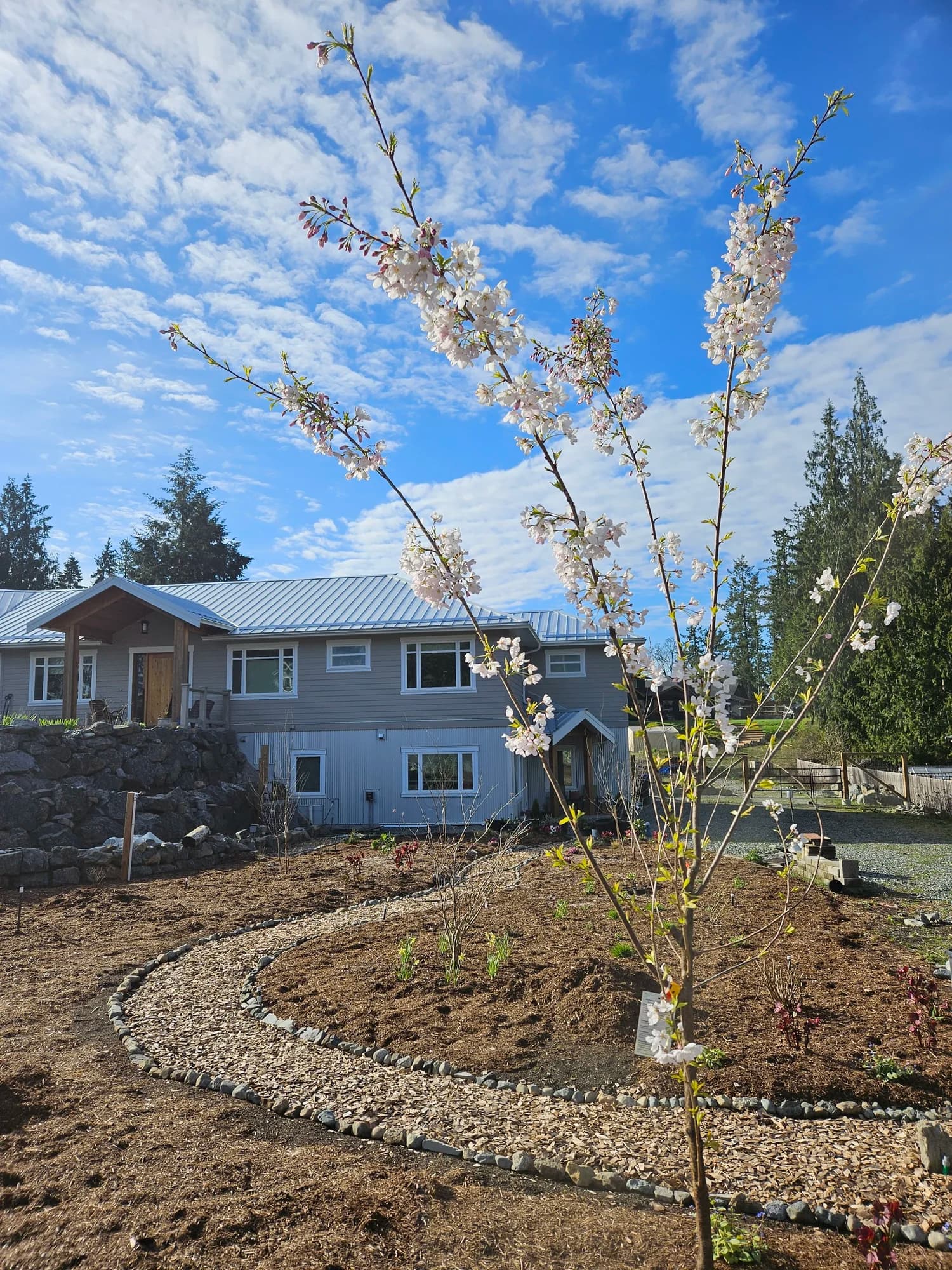 Cherry blossom tree planted within a circular river rock border in a newly installed garden