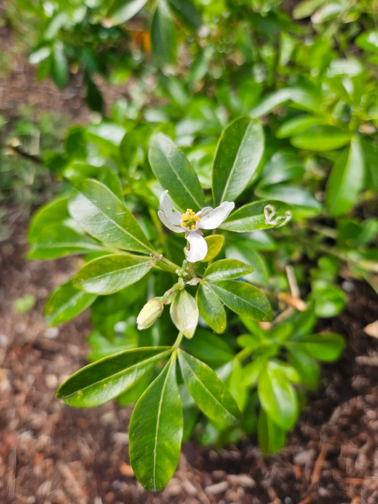 White flowering Choisya shrub with glossy green leaves