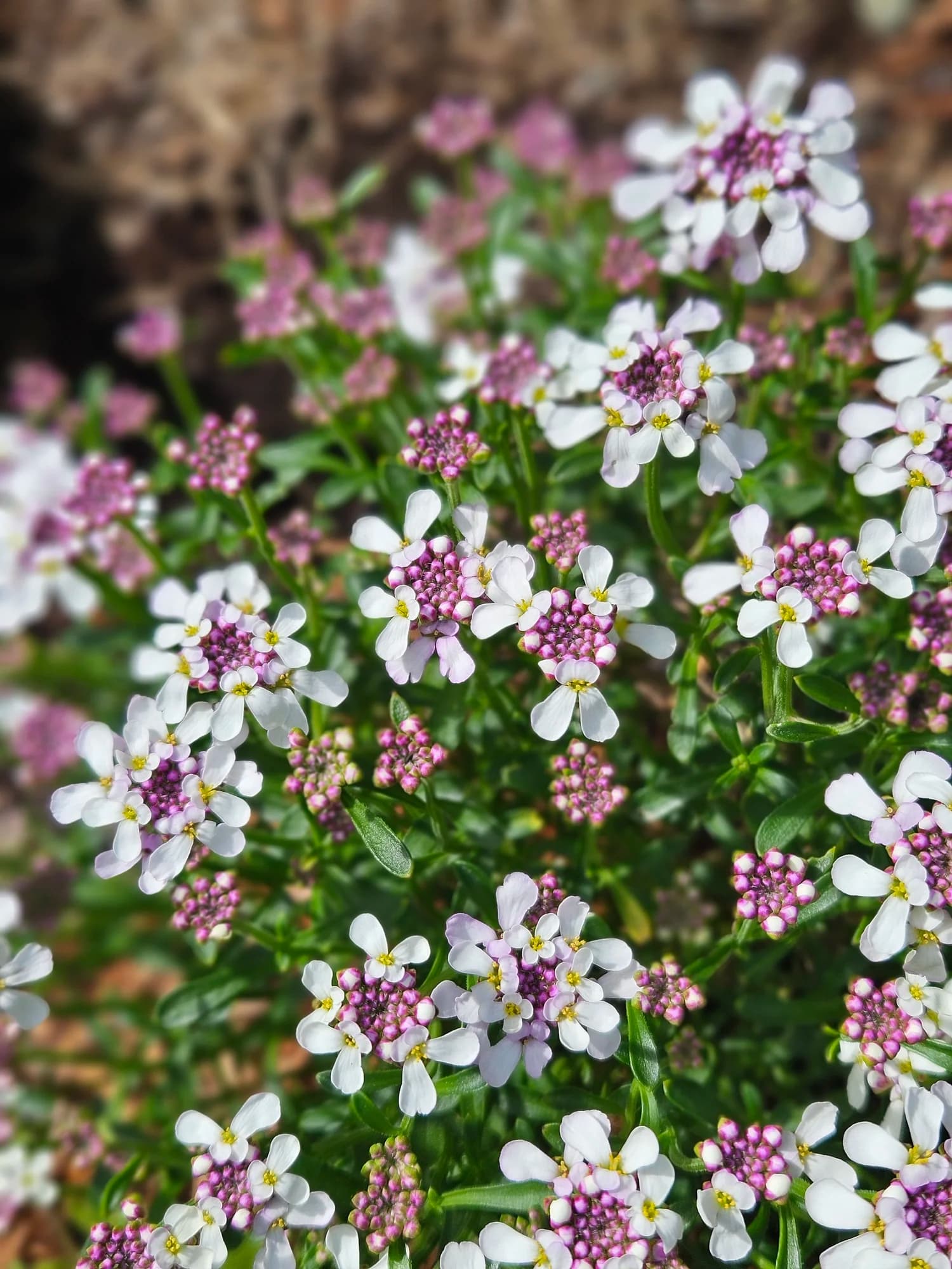 Close-up of sweet alyssum flowers in white and pink