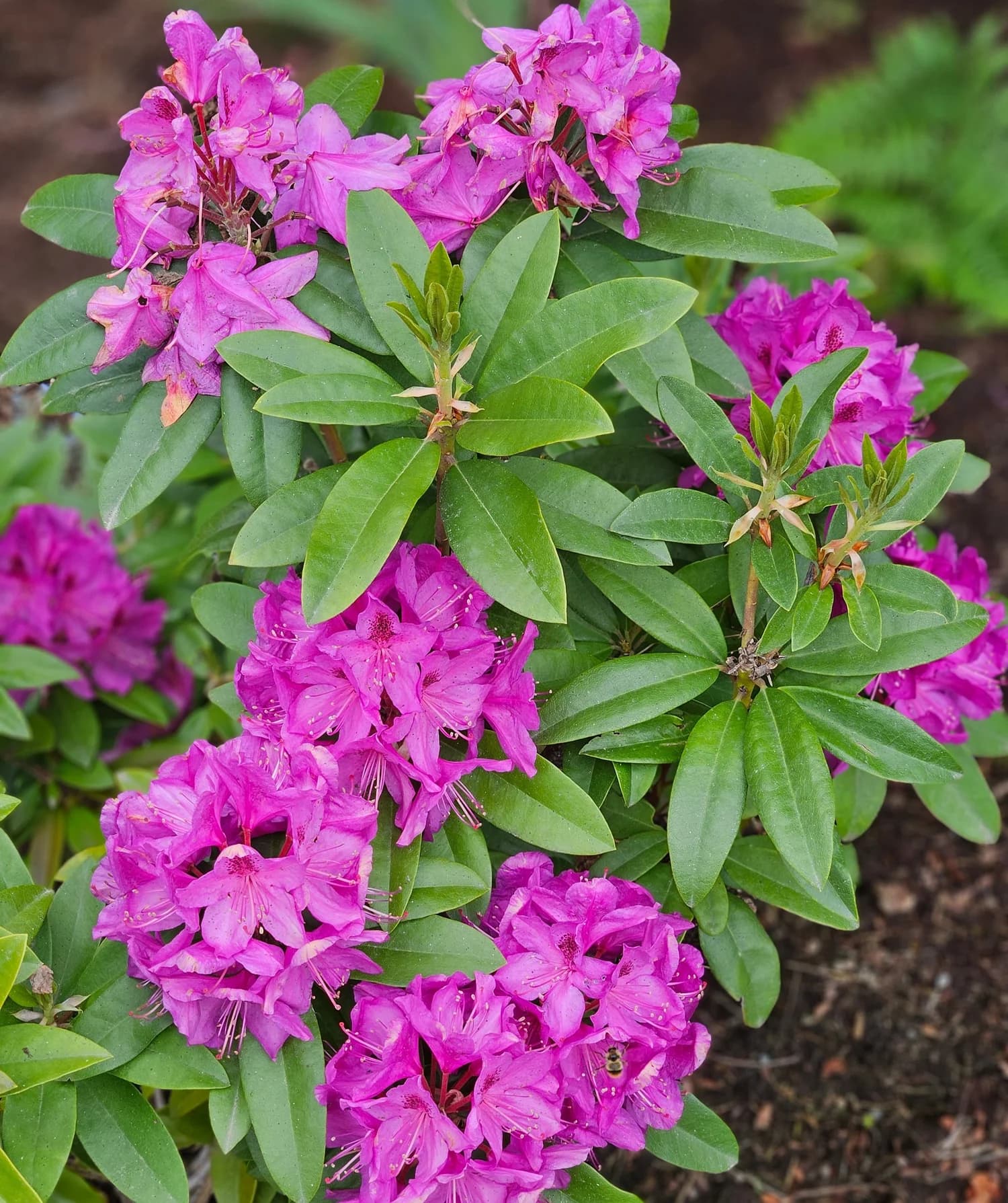 Vibrant magenta rhododendron in full bloom
