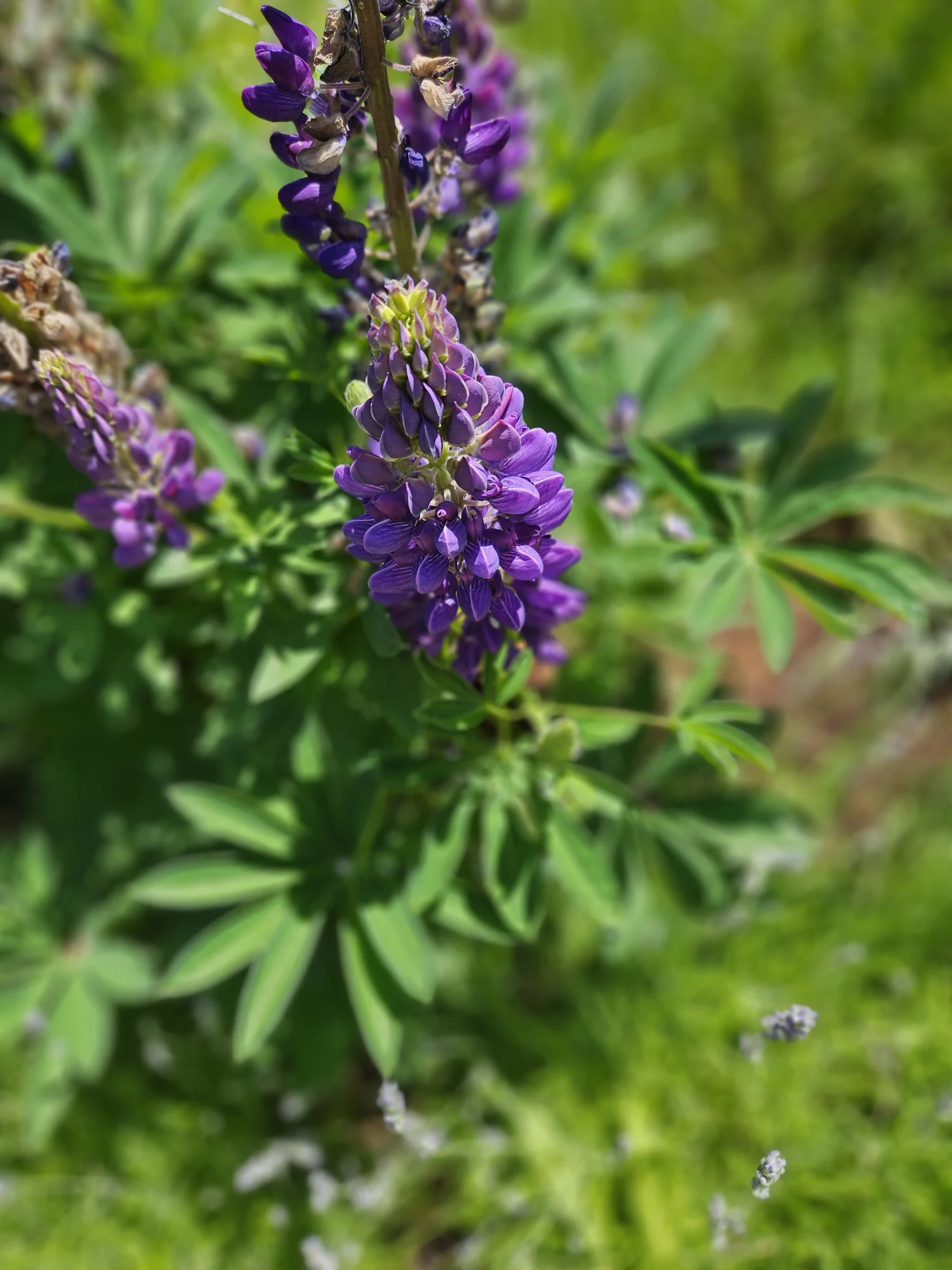 Purple lupin spike in a garden border