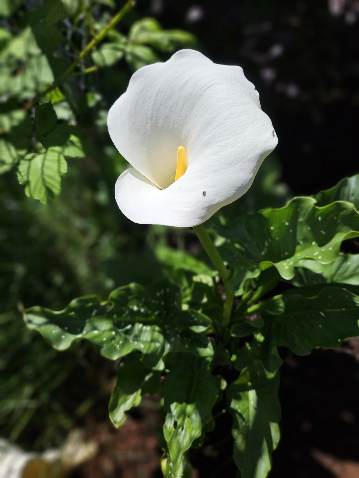 White calla lily with lush green leaves in a garden bed