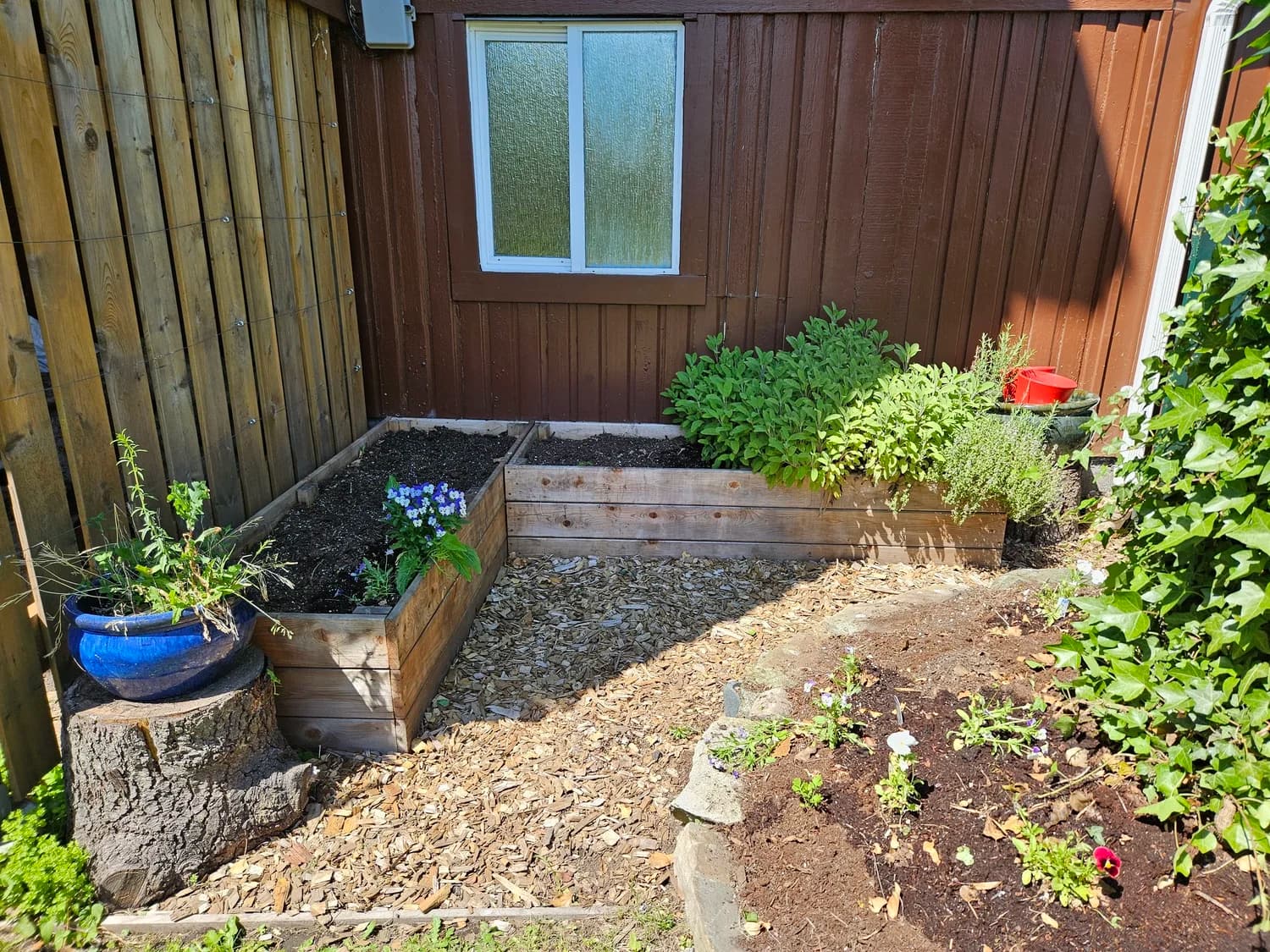 Raised garden beds with wood framing in a back yard