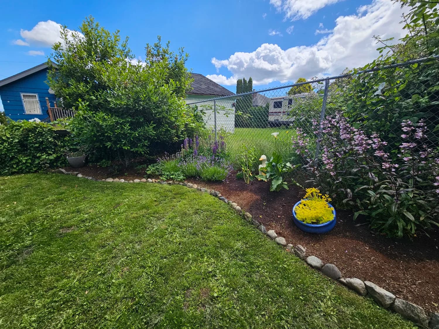 Lush garden border with mixed shrubs, lavender and summer blooms beside a lawn