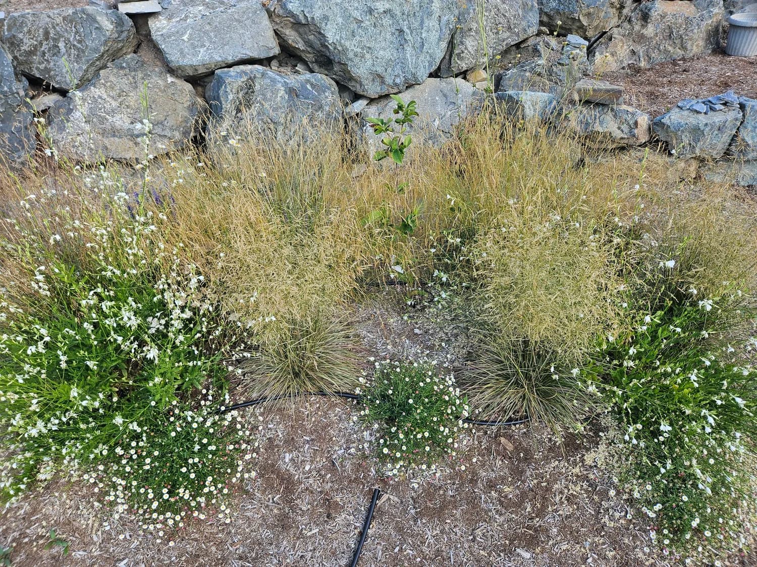 Native grasses and white wildflowers established against a rock wall