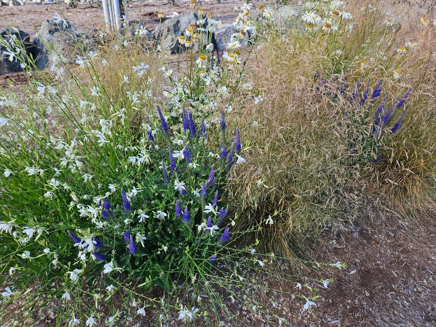 Wildflower meadow with blue salvia and white daisies in late summer