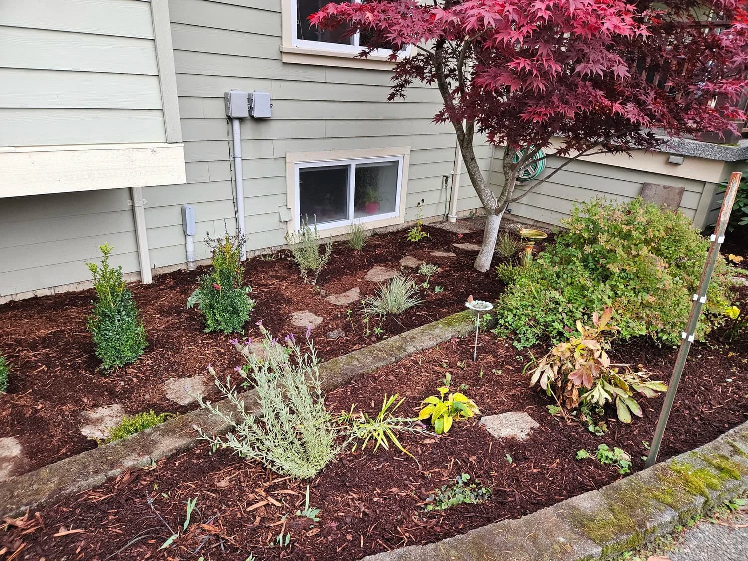 Foundation planting with Japanese maple, lavender and mixed shrubs beside a home