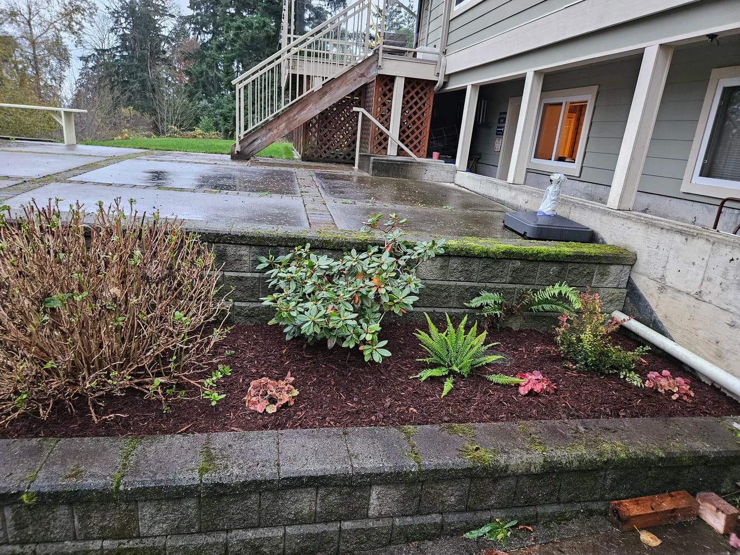 Retaining wall planting with rhododendron, ferns and perennials